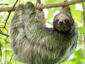 Sloths can hold their breath longer than dolphins.