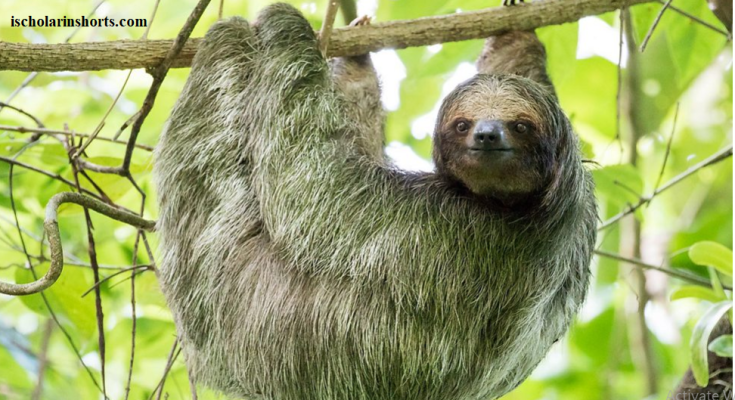 Sloths can hold their breath longer than dolphins.