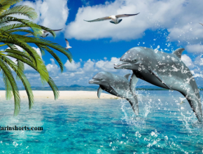 22 Delightful Facts You Didn’t Know About Dolphins.