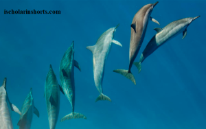 dolphins