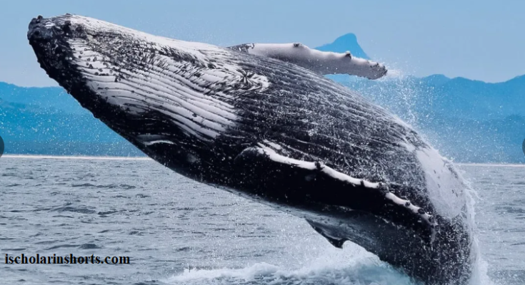 The Heartbeat of a Blue Whale can be detected up to 2 miles away