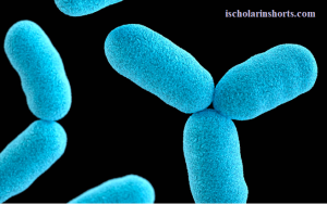 bacterial cells