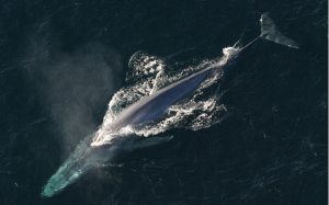 blue whales heartbeat