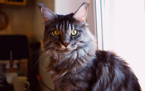 11 Surprising Facts About the Magnificent Maine Coon Cats