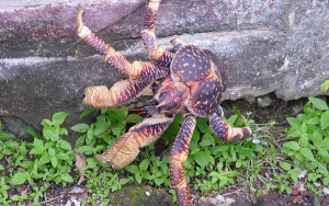 coconut crab