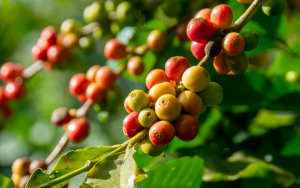 coffee beans