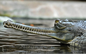 gharial