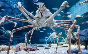 japanese spider crab