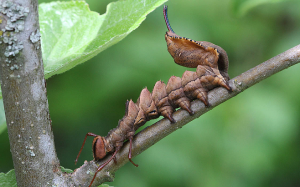 lobster moth caterpillar