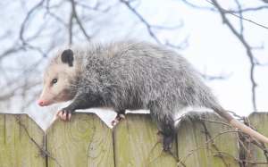 opossums