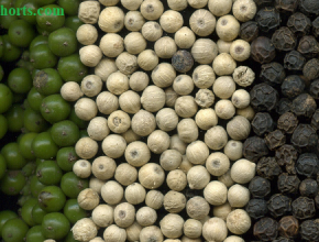 Understanding the Differences Between White and Black Pepper