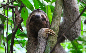 Sloths