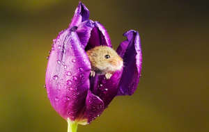 10 Uplifting Animal Facts That Will Brighten Your Day