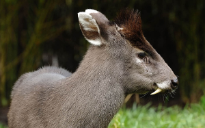 10 Fascinating yet Fearsome Animals from Around the World