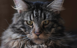 11 Surprising Facts About the Magnificent Maine Coon Cats