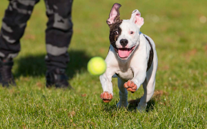 american bulldog