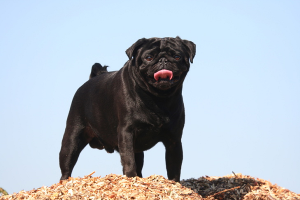 Get To Know Your Pugs With These 10 Essential Facts