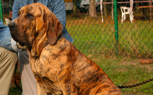 10 Dog Breeds Facing Global Restrictions