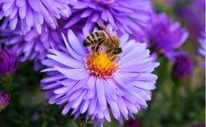 French beekeepers