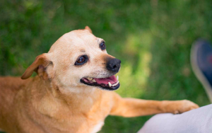 The Heartwarming Reason Your Dog Puts Their Paw on You