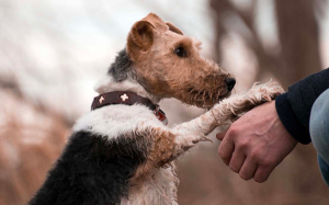 The Heartwarming Reason Your Dog Puts Their Paw on You