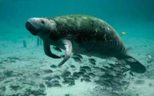 manatees