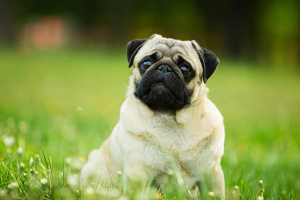 Get To Know Your Pugs With These 10 Essential Facts