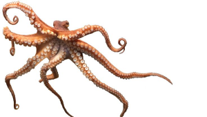 The Fascinating Physiology of Octopuses. Check Details