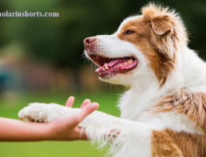 The Heartwarming Reason Your Dog Puts Their Paw on You