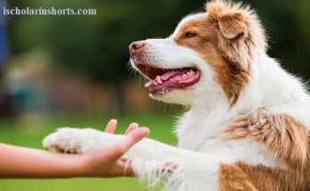 The Heartwarming Reason Your Dog Puts Their Paw on You