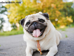 Get To Know Your Pugs With These 10 Essential Facts