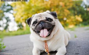 Get To Know Your Pugs With These 10 Essential Facts