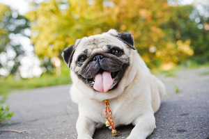 Get To Know Your Pugs With These 10 Essential Facts