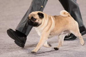 Get To Know Your Pugs With These 10 Essential Facts