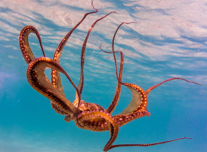 The Fascinating Physiology of Octopuses. Check Details