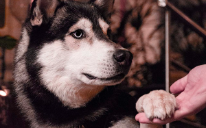 The Heartwarming Reason Your Dog Puts Their Paw on You