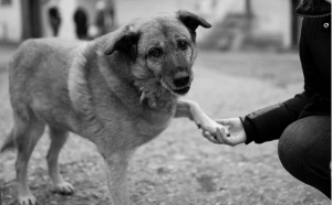 The Heartwarming Reason Your Dog Puts Their Paw on You